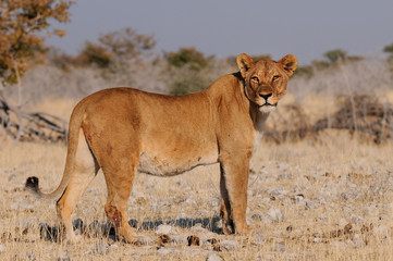 Löwin in der Trockenzeit, Etosha Nationalpark, Namibia