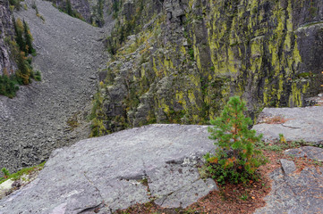 Junge Kiefer vor der Juttulhogget Schlucht, Norwegen