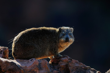 Klippschliefer sitzt auf Felsen, Waterber Plateau, Namibia