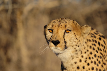 Gepard Portrait, Namibia © Photohunter