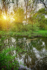 Tranquil Pond With Lush Green Woodland Park in Sunshine