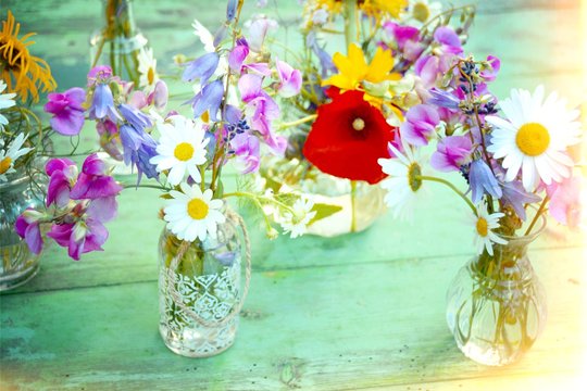 Fototapeta Grußkarte - bunte kleine Blumensträuße - Wildblumen