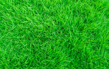 green lawn,backyard for background,Grass texture