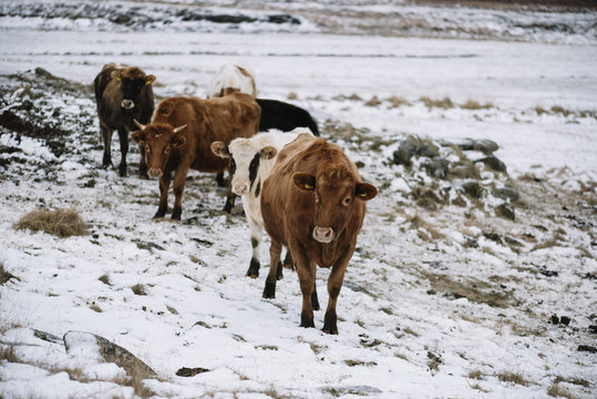 Adorable Icelandic rustic cows in the snowy volcanic field