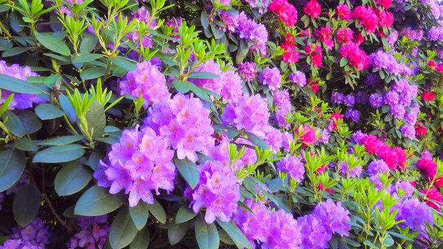 Beautiful rhododendron close up in magenta, with raindrops and shower