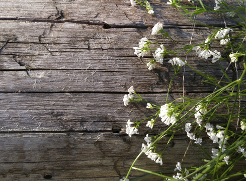 White Flowers On An Old Wooden Background. Place For The Text. View From Above. Nature.