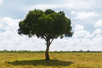 acacia tree in savannah at africa