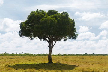 Fototapeta na wymiar acacia tree in savannah at africa