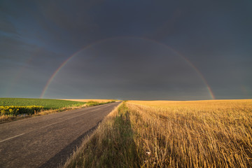 Wheat field in sunny summer day after rain and rainbow behind