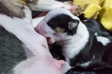 Puppy Breastfeeding from its mother