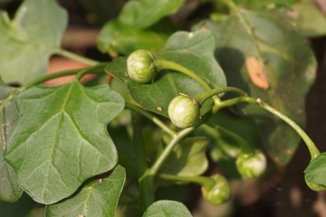 Solanum trilobatum fruit in nature garden