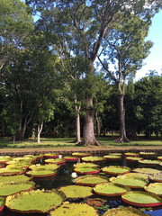 Obraz premium Nenúfar gigantes