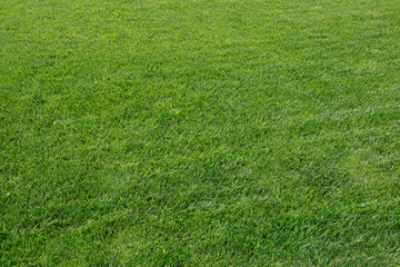 Green grass background