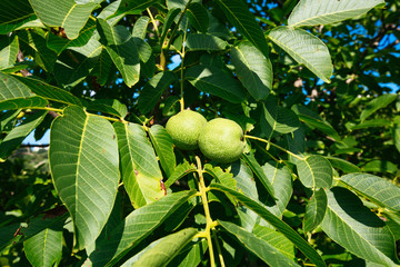The Greek nuts still have not ripened, have original painting.