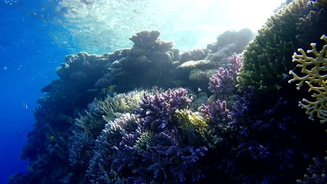 
Ocean, Tropical fish and coral reef. Underwater life in the ocean. Colorful corals and fish.