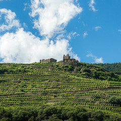 Vineyards in Sondrio, Valtellina, Italy