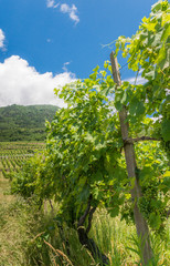 Fototapeta na wymiar Vineyards in Sondrio, Valtellina, Italy