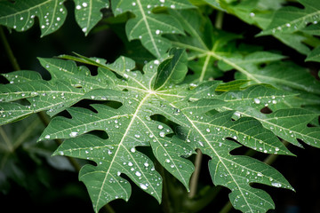 Close up drop rain water on green papaya leaf