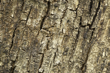 tree bark wood texture close up for backdrop background use.