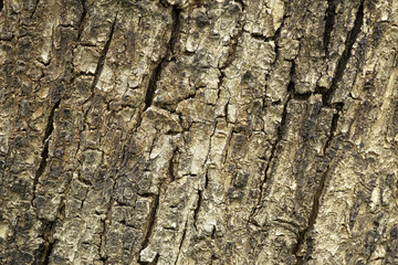 Naklejka premium tree bark wood texture close up for backdrop background use.