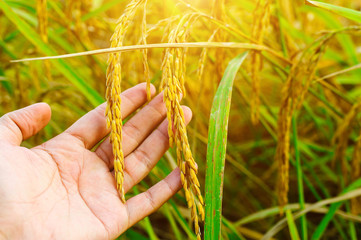 Hand tenderly touching a young rice in the paddy filed blurred background