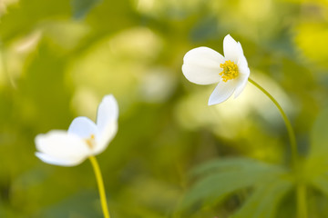 White flowers are anemone. A beautiful artistic image. Soft focus