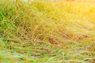Rice crops in a plot to overthrow, because the wind blows.