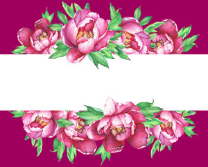 Banner with flowering pink peonies, isolated on white background. Watercolor hand drawn painting illustration.