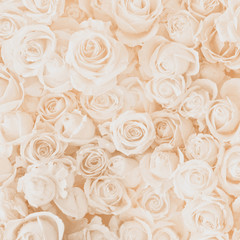 Blurred of sweet roses in pastel color style on soft blur bokeh texture for background