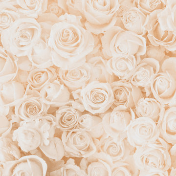 Blurred of sweet roses in pastel color style on soft blur bokeh texture for background
