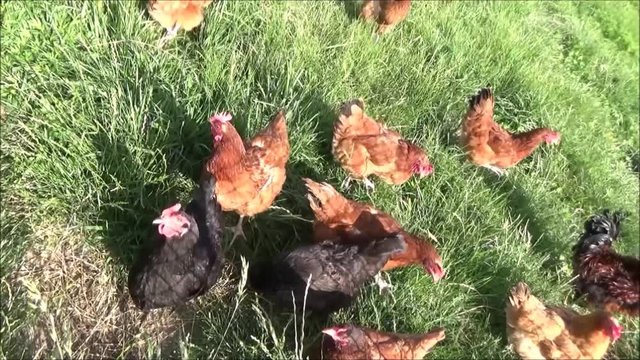 Kury Bilder Durchsuchen 470 Archivfotos, und Videos