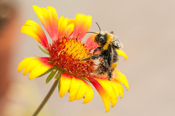 Bombus