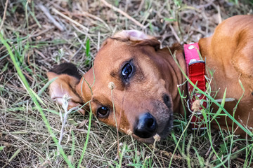 A beautiful red dachshund lying on back on a glade in summer. Portrait of a hunting dog