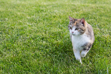 Naklejka na ściany i meble Tricolor cat walks along the lawn.