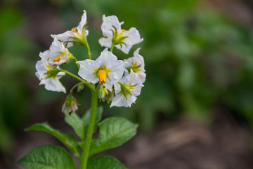 Potato blossom in the garden