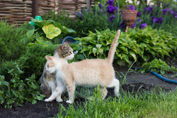 Tricolor cat and ginger cat in the garden