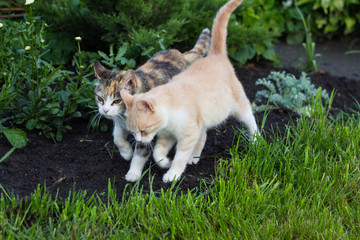 Two cats walking together in the garden