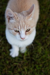 Ginger cat photografed from above