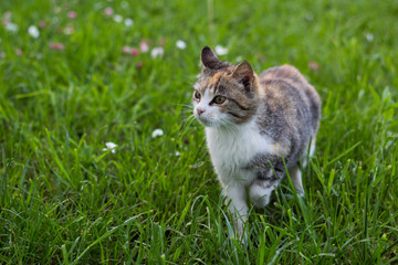 Naklejka na ściany i meble Cat is listening to something, while walking on the meadow