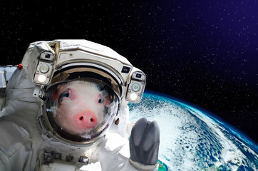 Portrait of a pig astronaut in space on background of the globe. Elements of this image furnished by NASA. © sonsedskaya