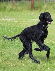 schwarzer afghanischer windhund hat spaß im garten
