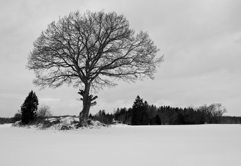 Beautiful winter season specific photograph. Single large tree standing tall and proud on a snow covered meadow/paddock. Silhouette of branches, trunk and various other vegetation. White background. - 163011556