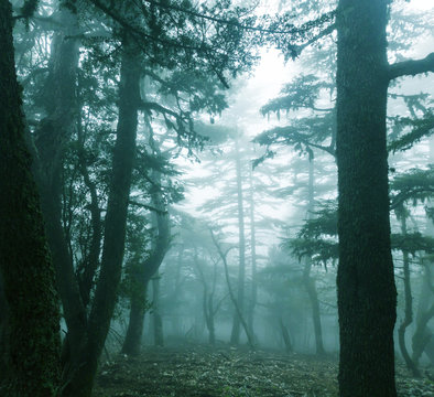 Fototapeta Fog in the forest