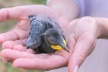human palms holding nestling baby bird, rescue wildlife