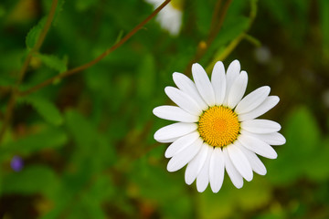 Fototapeta premium A flower of a forest chamomile (Latin Matricaria) on a blurred background of leaves.