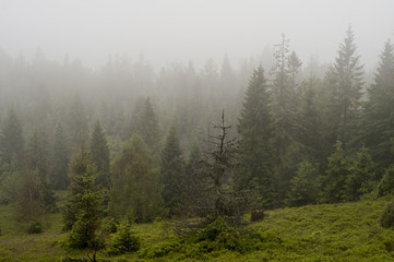 Forest in Fog - mountain in Poland
