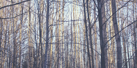 Beautiful winter season specific photograph. Large trees standing tall and proud on a snow covered walkway/path. Silhouette of branches, trunk and various other vegetation. Colorful snow background. - 163012111