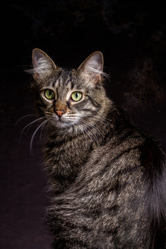 Hauskatze vor schwarzem Hintergrund