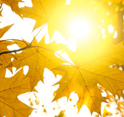 Yellow red maple leaves on the background of the autumn sunlight  sky. Autumn background