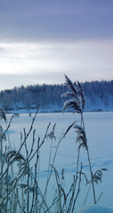 Reed flowers/plants by a lake during a snowy winter day. - 163012560